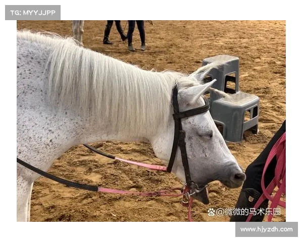 如何在马术比赛中保持良好心理状态提升表现与应对压力技巧